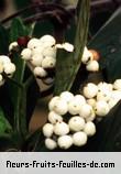 Fleurs-Fruits-Feuilles de tournefortia arborescens