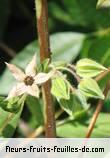 Fleurs-Fruits-Feuilles de trichodesma zeylanicum
