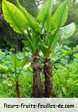 Feuilles de typhonodorum lindleyanum