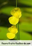 Fleurs de utricularia species