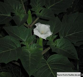 datura inoxia egalement appele datura trompette herbe a sitarane pomme epineuse sa description et les photos de ses fleurs fruits et feuilles