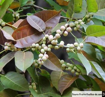 Ficus virens, également appelé Figuier blanc, sa description et les photos  de ses fleurs, fruits et feuilles