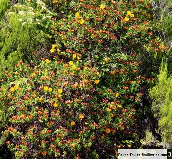 Hypericum Lanceolatum également Appelé Fleur Jaune Sa