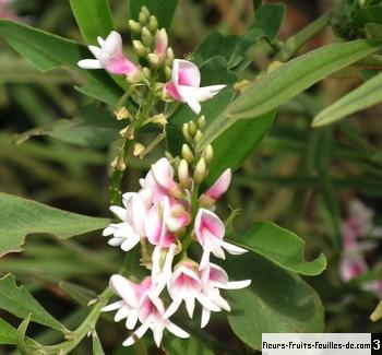 Indigofera Ammoxylon également Appelé Bois De Rose Bois De