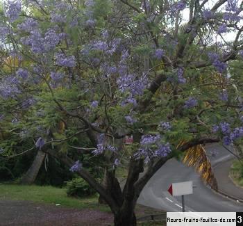 Jacaranda Mimosifolia également Appelé Arbre Aux Huitres