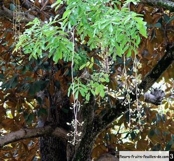 Kigelia africana - La saucisse de l arbre graines