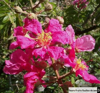 Lagerstroemia Speciosa également Appelé Gestrame Goyavier