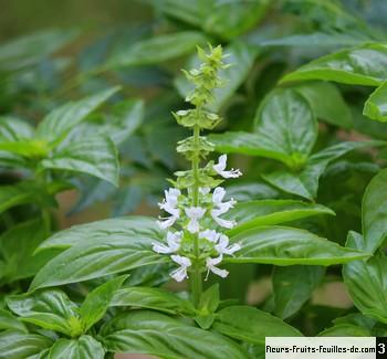 Ocimum basilicum, également appelé Basilic, Basilic des jardins, Basilic  officinal, Herbe royale, Toolsse (Réunion), Tulsi (Réunion), sa description  et les photos de ses fleurs, fruits et feuilles