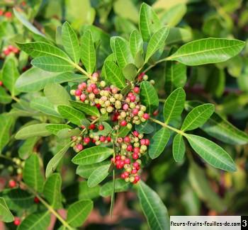 Baies roses - Schinus terebinthifolius