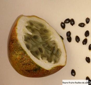 Grenadelle 20 graines Avec substrat Passiflora ligularis SAFLAX 