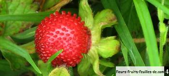 Faux-fraisier ou fraisier des indes 