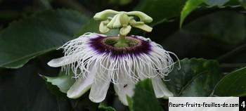 Plantes de FRUIT DE LA PASSION JAUNE - PASSIFLORA EDULIS - T.O.G